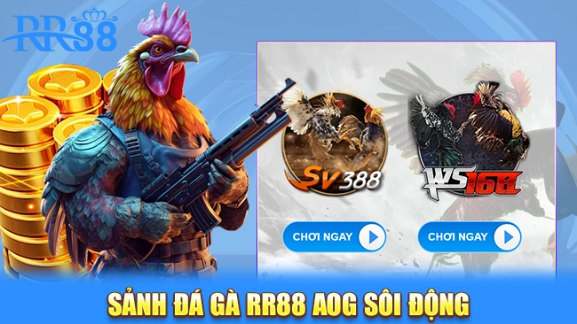 Sảnh đá gà RR88 AOG sôi động